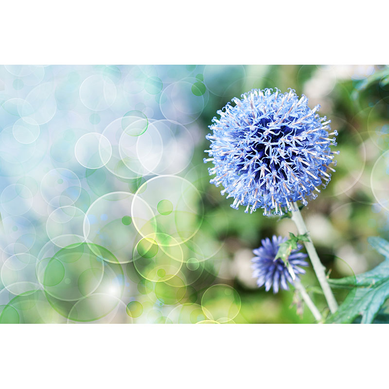 Ταπετσαρία χώρου με Flower and Bubbles